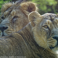 Buy canvas prints of Regal Lioness and her Companion by Roger Mechan