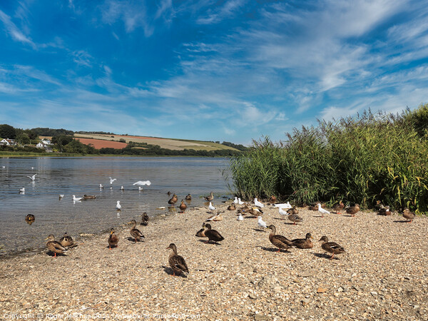 Serene Wildfowl on Threatened Beach Picture Board by Roger Mechan
