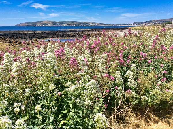 Field of pink and white Valerian flowers and bay Picture Board by Roger Mechan