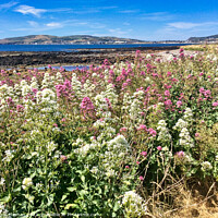 Buy canvas prints of Field of pink and white Valerian flowers and bay by Roger Mechan