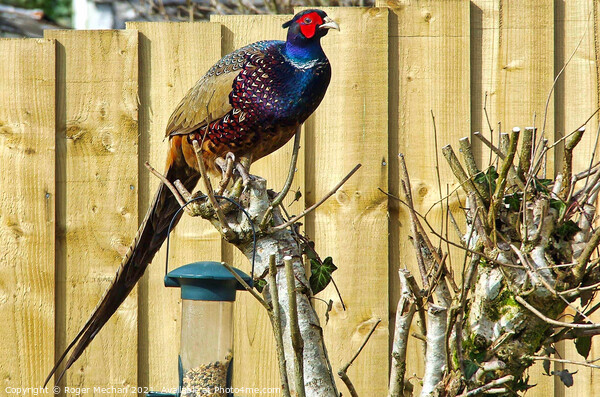 Cock pheasant standing on a tree trunk Picture Board by Roger Mechan