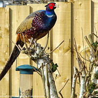 Buy canvas prints of Cock pheasant standing on a tree trunk by Roger Mechan