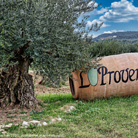 Buy canvas prints of Provençal Olive Grove Splendor by Roger Mechan