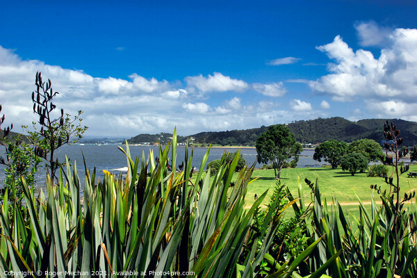 Tranquil Bay of Islands Picture Board by Roger Mechan