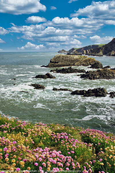 Thrift Blooms at Hartland Point Picture Board by Roger Mechan