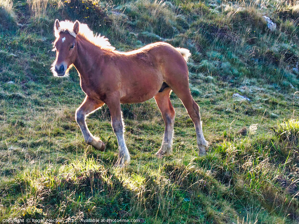 Trotting Pottok Foal in Pyrenees Picture Board by Roger Mechan