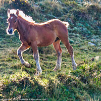 Buy canvas prints of Trotting Pottok Foal in Pyrenees by Roger Mechan