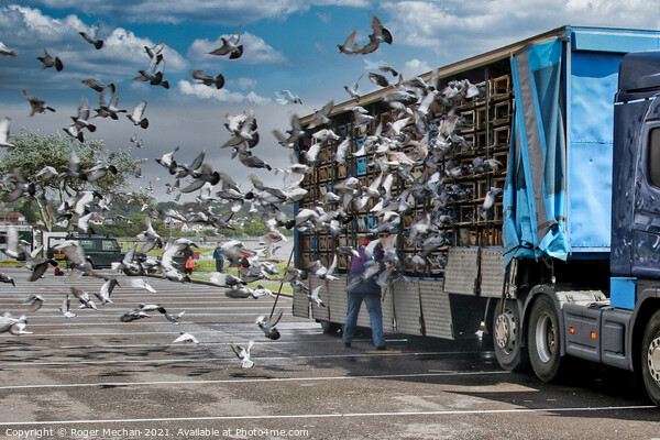 The Great Pigeon Race Home Picture Board by Roger Mechan