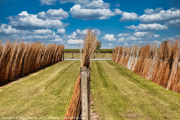 Willow Sheaves on the Somerset Levels Picture Board by Roger Mechan