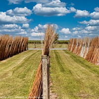Buy canvas prints of Willow Sheaves on the Somerset Levels by Roger Mechan