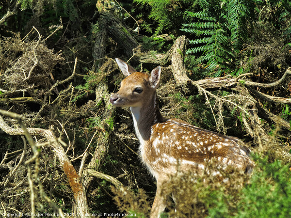 Young fawn hiding in a thicket Picture Board by Roger Mechan