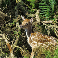 Buy canvas prints of Young fawn hiding in a thicket by Roger Mechan