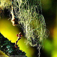 Buy canvas prints of The Ethereal Beauty of Usnea by Roger Mechan