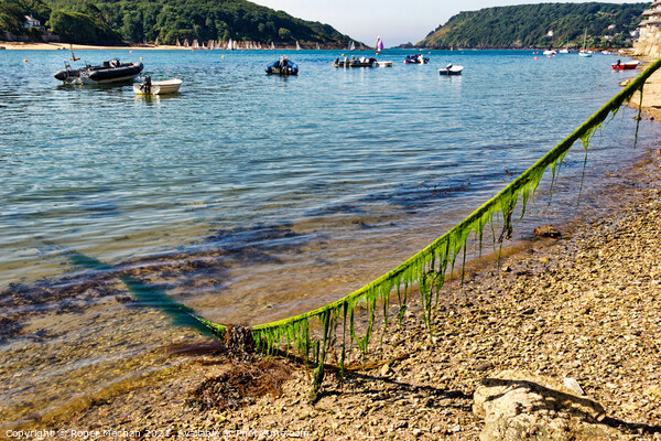 Tranquil Salcombe Estuary Picture Board by Roger Mechan