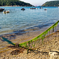 Buy canvas prints of Tranquil Salcombe Estuary by Roger Mechan