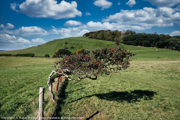 Hawthorn in the Wind Picture Board by Roger Mechan