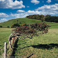 Buy canvas prints of Hawthorn in the Wind by Roger Mechan
