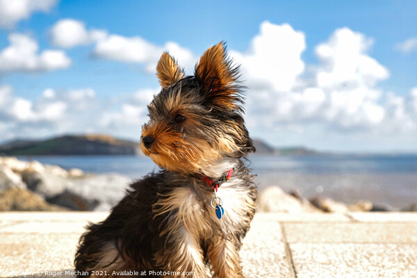 Windblown Terrier Picture Board by Roger Mechan