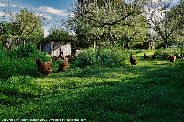 Joyful Red Chickens in a Lush Orchard Picture Board by Roger Mechan