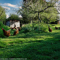 Buy canvas prints of Joyful Red Chickens in a Lush Orchard by Roger Mechan
