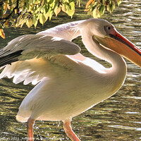 Buy canvas prints of Backlit Pelican in Serene Surroundings by Roger Mechan