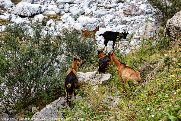 Graceful Chamois in the Picos Mountains Picture Board by Roger Mechan