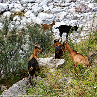 Buy canvas prints of Graceful Chamois in the Picos Mountains by Roger Mechan