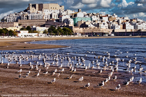 Seagulls' View of Peniscola Castle Picture Board by Roger Mechan