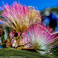 Buy canvas prints of Pink Feathery Blooms of Albizzia by Roger Mechan