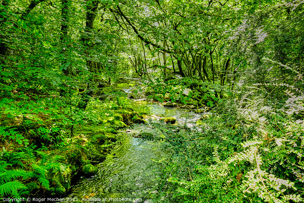 Serene Stream in Dartmoor Forest Picture Board by Roger Mechan