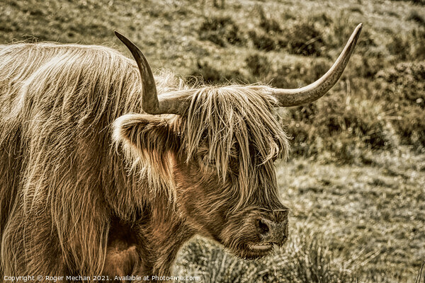 Brown Highland Cow in Abstract Charcoal Picture Board by Roger Mechan