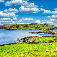 Buy canvas prints of Serene grazing on Calf of Man. by Roger Mechan