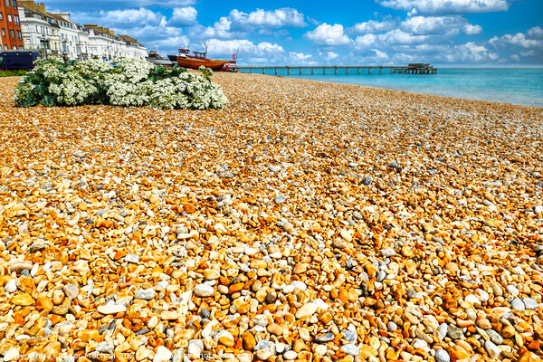 Golden Shingle Beach at Deal Kent Picture Board by Roger Mechan
