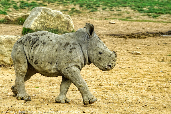 Confident Stride of Baby Rhino Picture Board by Roger Mechan