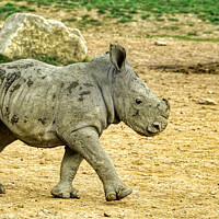 Buy canvas prints of Confident Stride of Baby Rhino by Roger Mechan