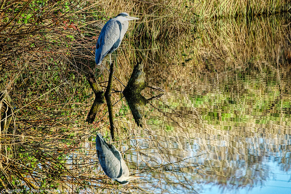 Reflections of the Grey Heron Picture Board by Roger Mechan