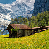 Buy canvas prints of Golden Path to Swiss Alps by Roger Mechan
