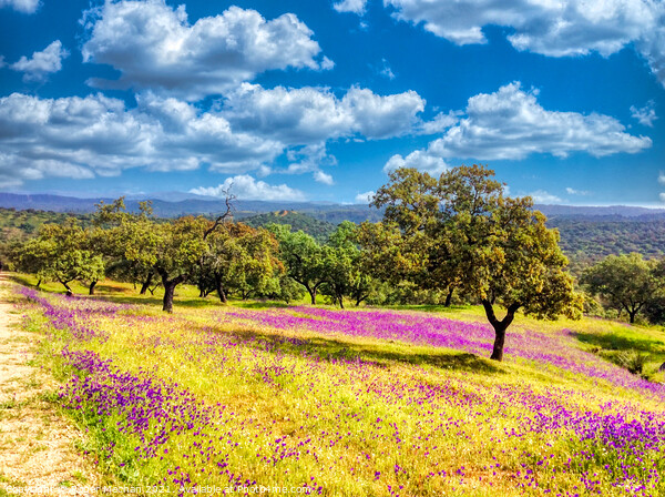 Fields of Lavender Picture Board by Roger Mechan