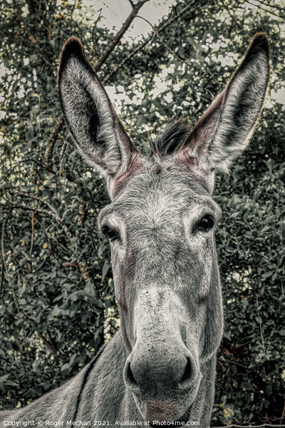 Curious Burro Picture Board by Roger Mechan