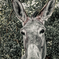 Buy canvas prints of Curious Burro by Roger Mechan