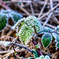 Buy canvas prints of Winter's Frozen Embrace by Roger Mechan