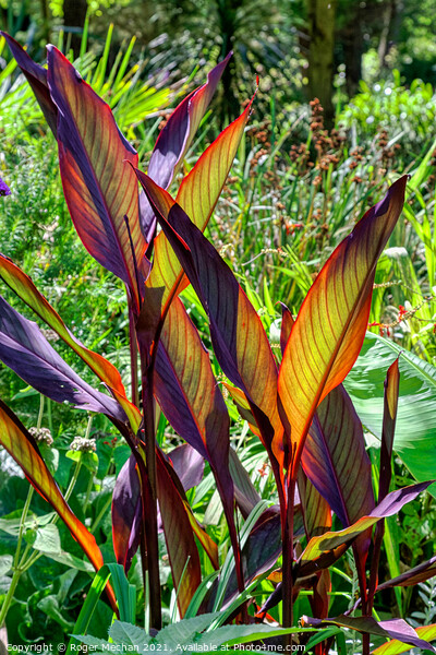 Radiant Canna Leaves Picture Board by Roger Mechan