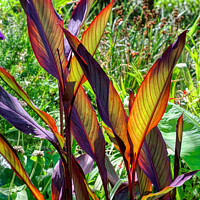 Buy canvas prints of Radiant Canna Leaves by Roger Mechan