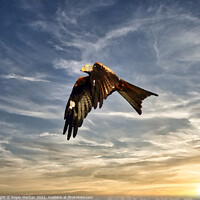 Buy canvas prints of Graceful Red Kite Soaring in the Sky by Roger Mechan