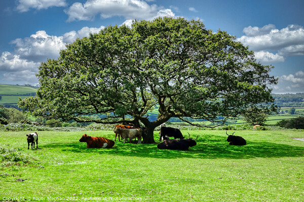Roaming cows taking shade under a Dartmoor Tree Picture Board by Roger Mechan