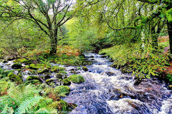 Rushing River in Dartmoor Woodland Picture Board by Roger Mechan