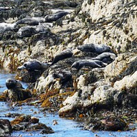 Buy canvas prints of Serenity of Seals by Roger Mechan