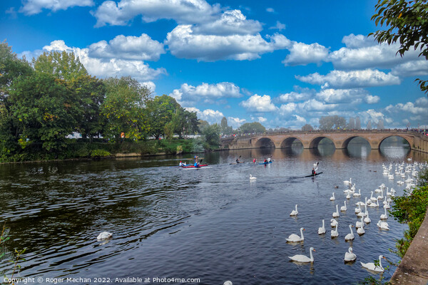Graceful Swans on River Severn Picture Board by Roger Mechan
