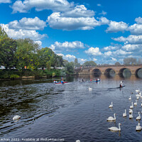 Buy canvas prints of Graceful Swans on River Severn by Roger Mechan