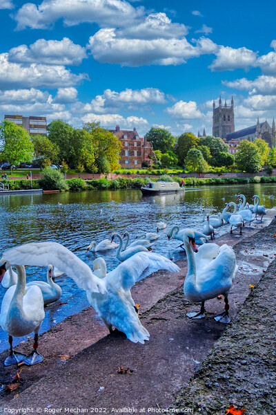 Graceful Swans Glide by Worcester Cathedral Picture Board by Roger Mechan